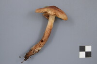 Tricholoma fulvum image